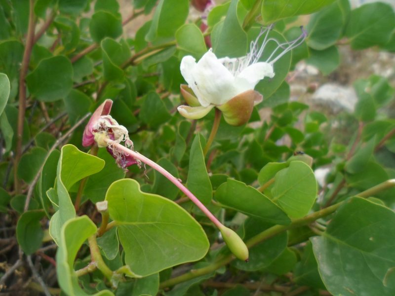 Capparis (6)