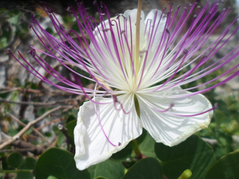 Capparis (7)