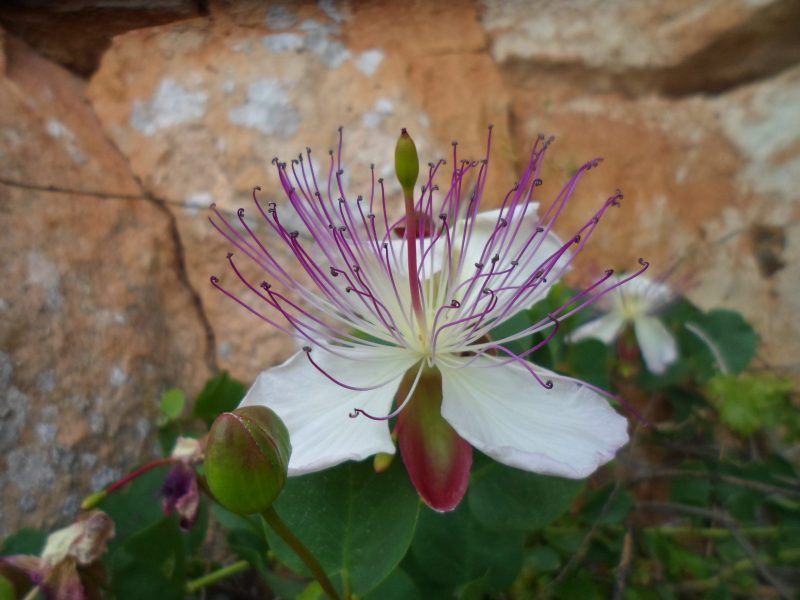 Capparis (8)