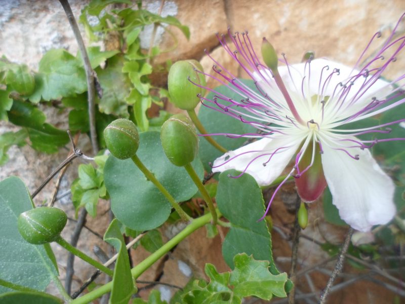 Capparis (9)