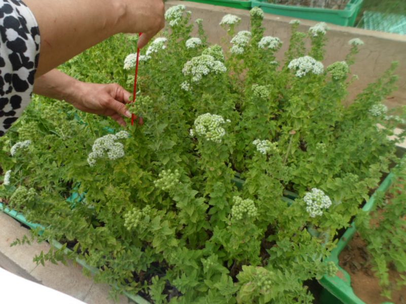 Origan (3)